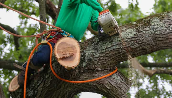 A tree removal expert wearing blue jeans in Auburn, Alabama