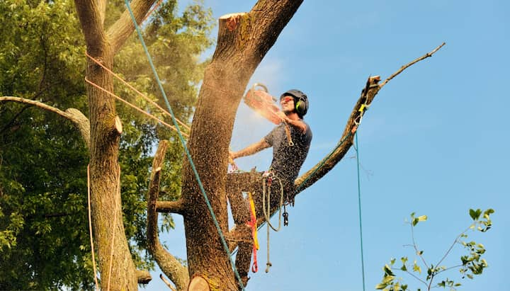 Professional tree removal contractor wearing blue t-shirt in Auburn, Alabama