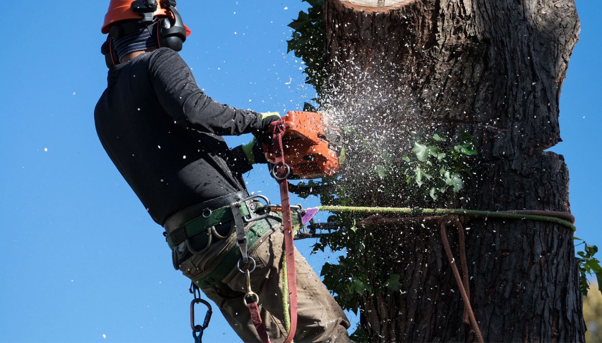 A professional tree removal worker using rope to hang from Auburn, Alabama tree