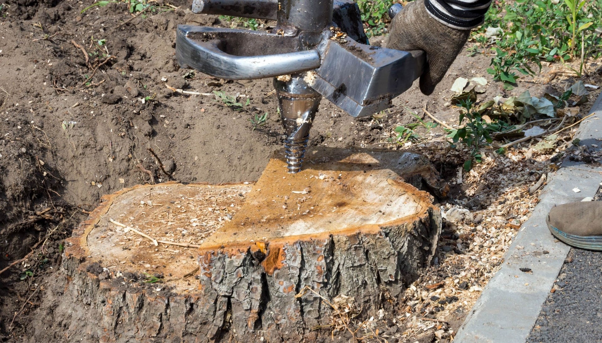 A professional tree stump removal service using a power drill in Auburn, Alabama